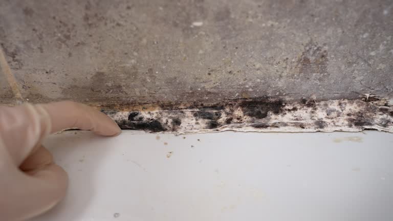 Forensic Mold Investigation in Jonesboro, IL