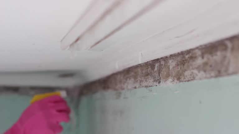 Mold Documentation for Insurance Claims in Jonesboro, IL